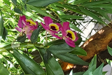 Dendrobium nobile RCP 8-2020 A71 (44).jpg